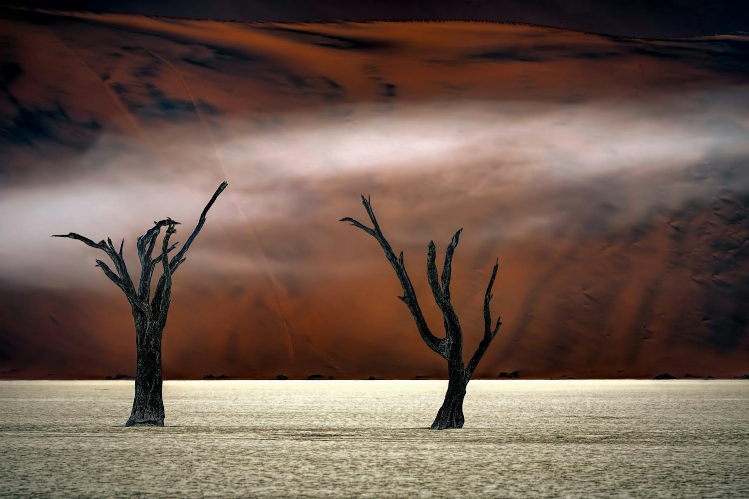 Træer i Namibias ørken Peter Hoppe: Træer i Namibias ørken